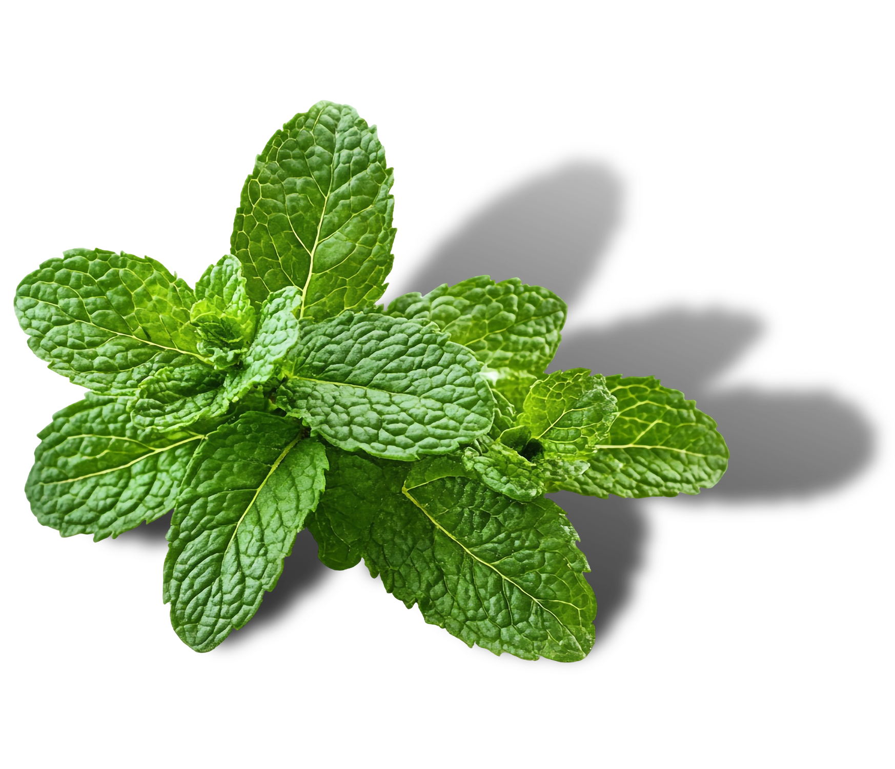 mint leaves